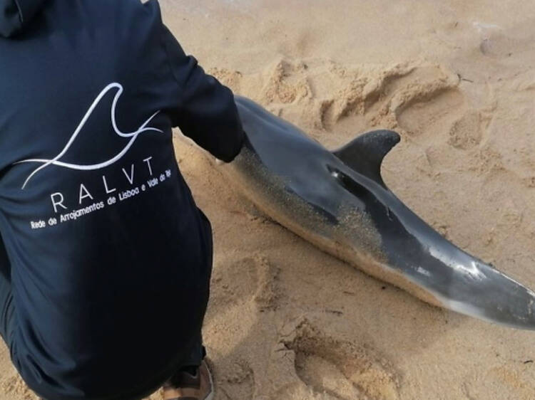Aprender como cuidar de um golfinho