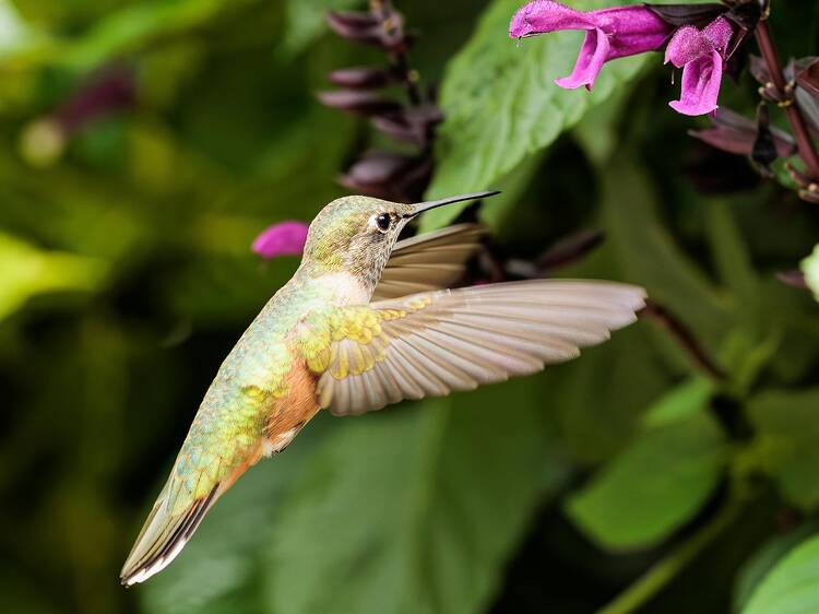 Recorrido casa colibrí cdmx