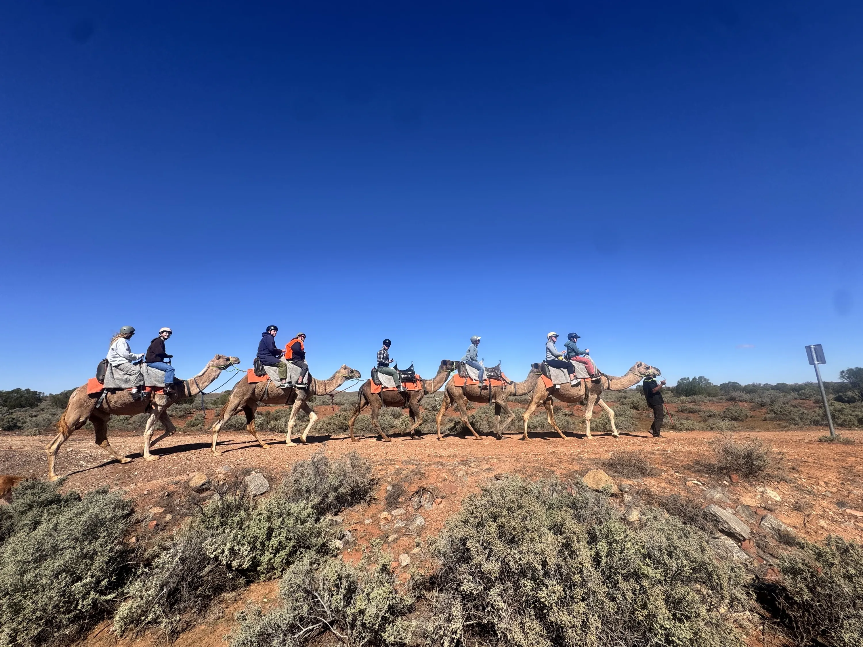 Silverton Outback Camels