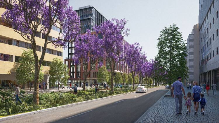 Câmara de Lisboa aprova protecção dos jacarandás da 5 de Outubro