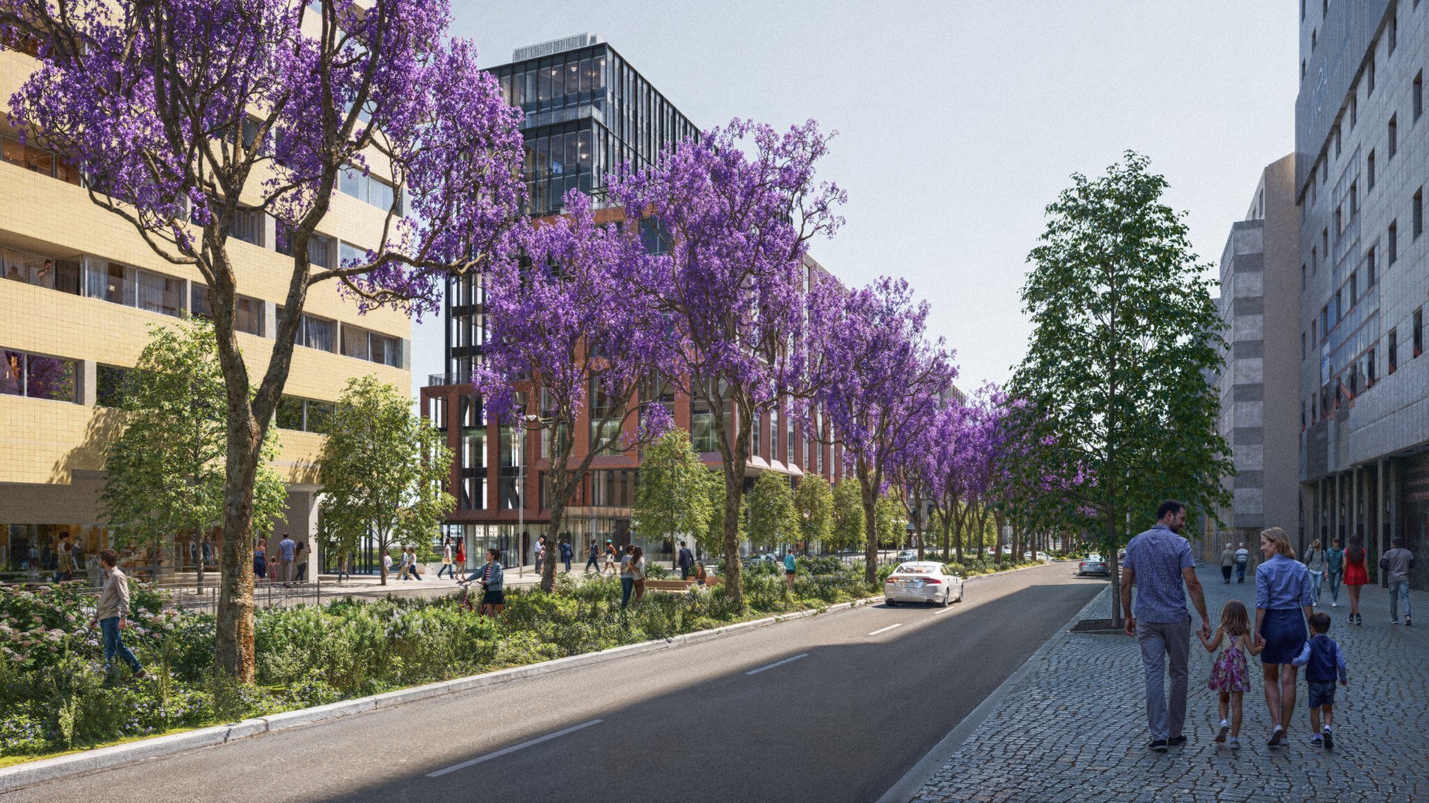 Câmara de Lisboa aprova protecção dos jacarandás da 5 de Outubro