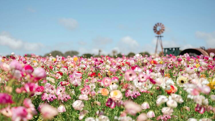 Les plus beaux festivals de fleurs d’Europe à visiter cette saison