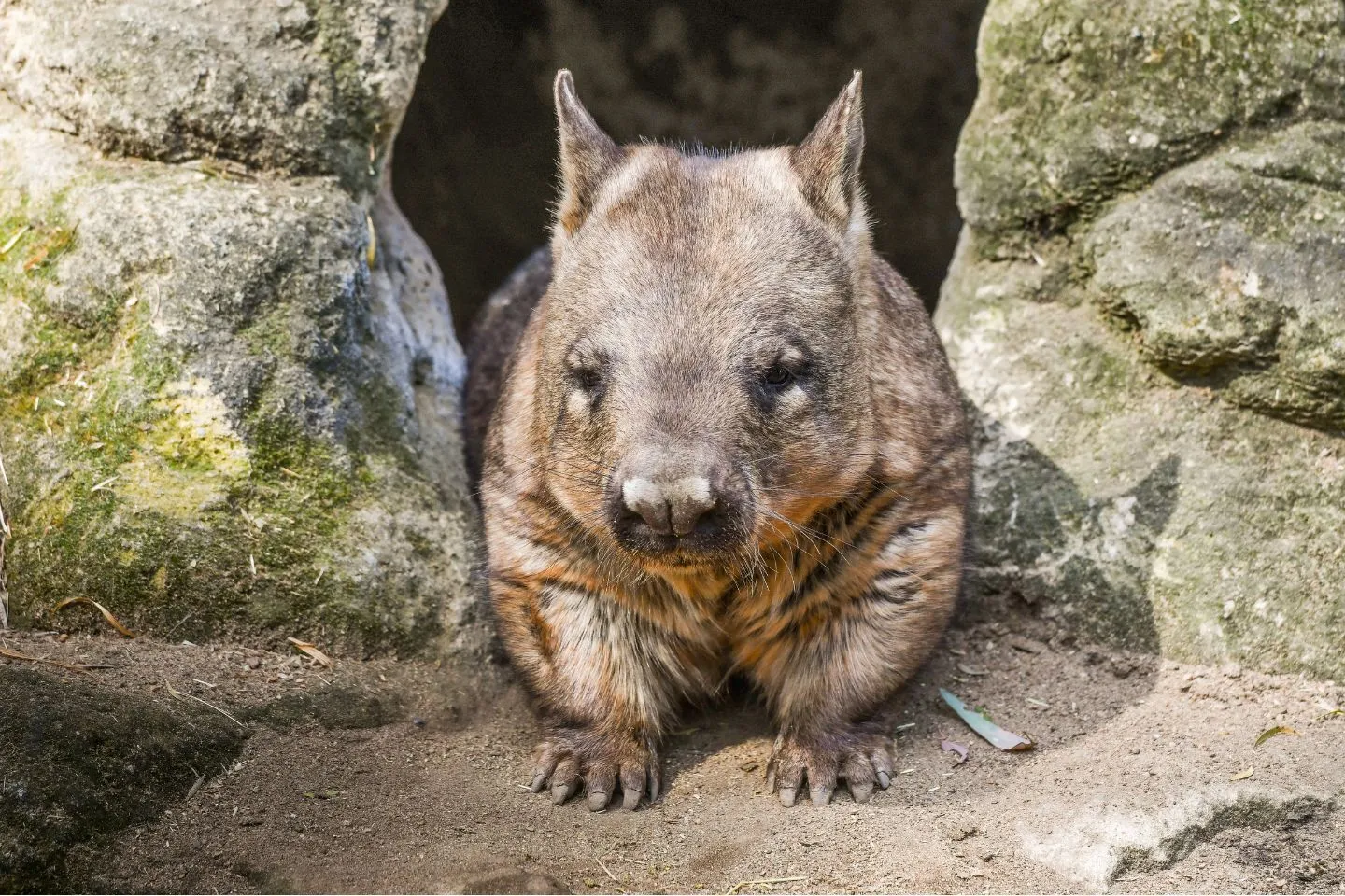 Close-up of animal