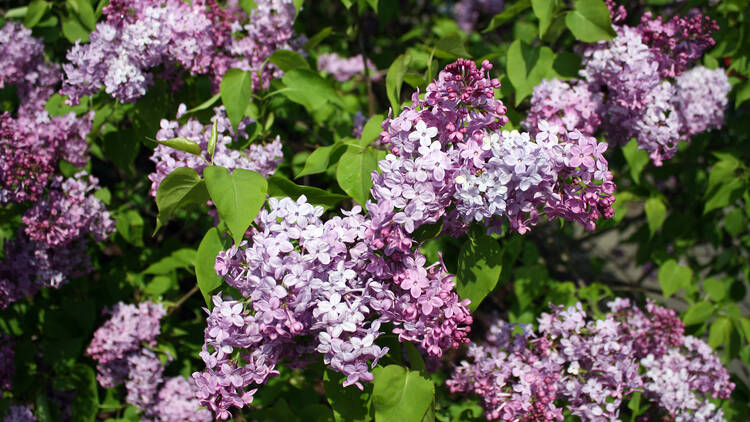 lilacs lilacs