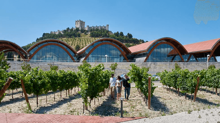 Día V Ribera del Duero