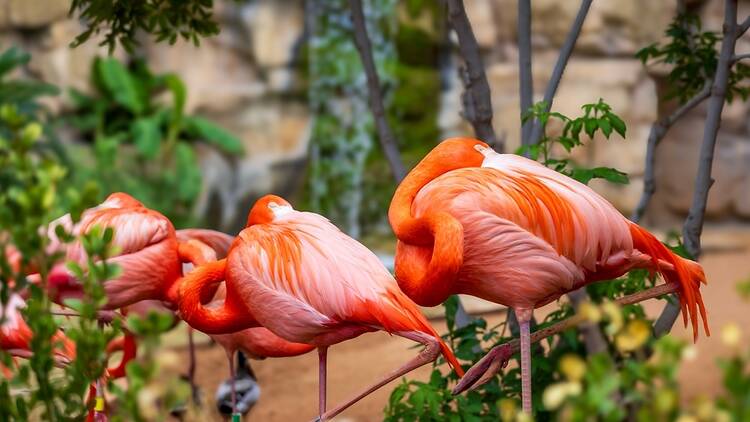 See over 750 species at the San Antonio Zoo