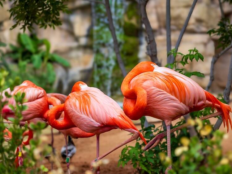 See over 750 species at the San Antonio Zoo