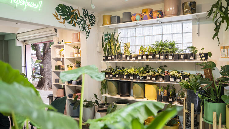 Tienda de plantas Casa Artemisa Narvarte