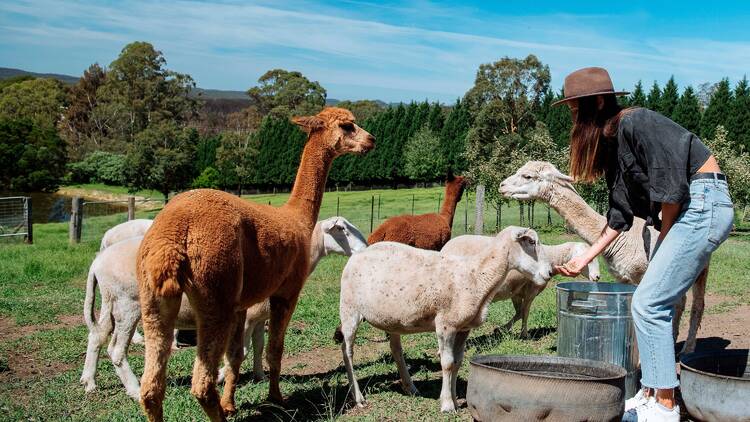 Woman meeting the resident alpacas at the Bilpin Cider farm, Bilpin.