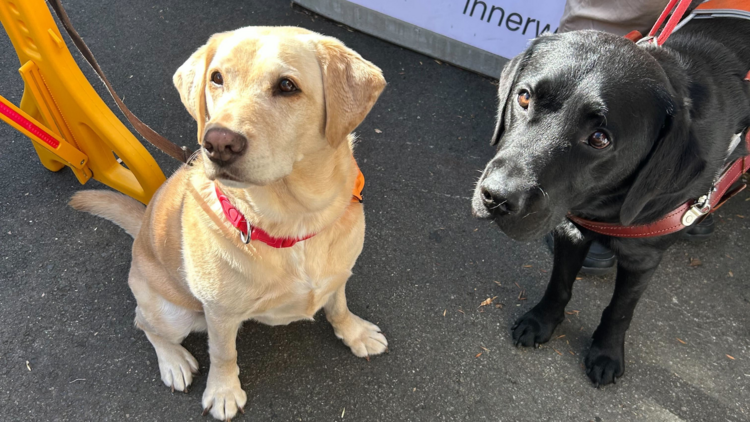 Two guide dogs