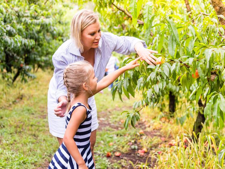 Where to go fruit picking near Sydney