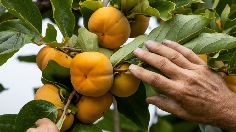 Peaches and persimmons: Cedar Creek Orchards