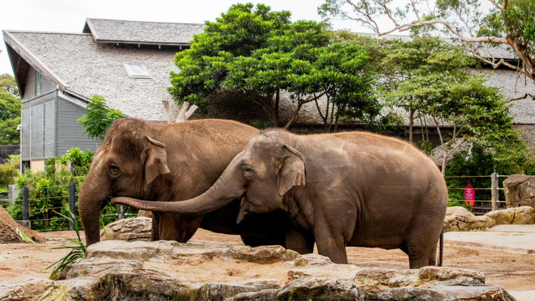 elephants Taronga Zoo