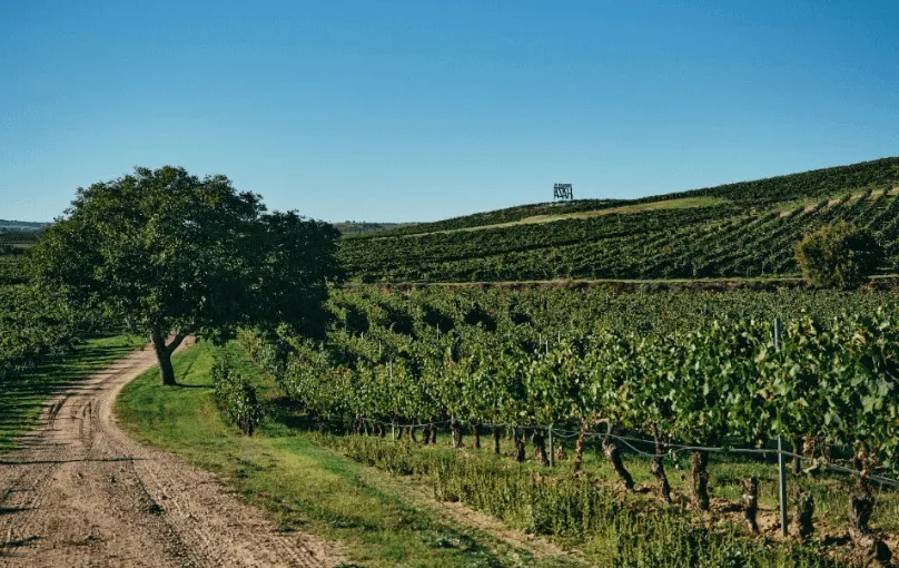 Día V Ribera del Duero