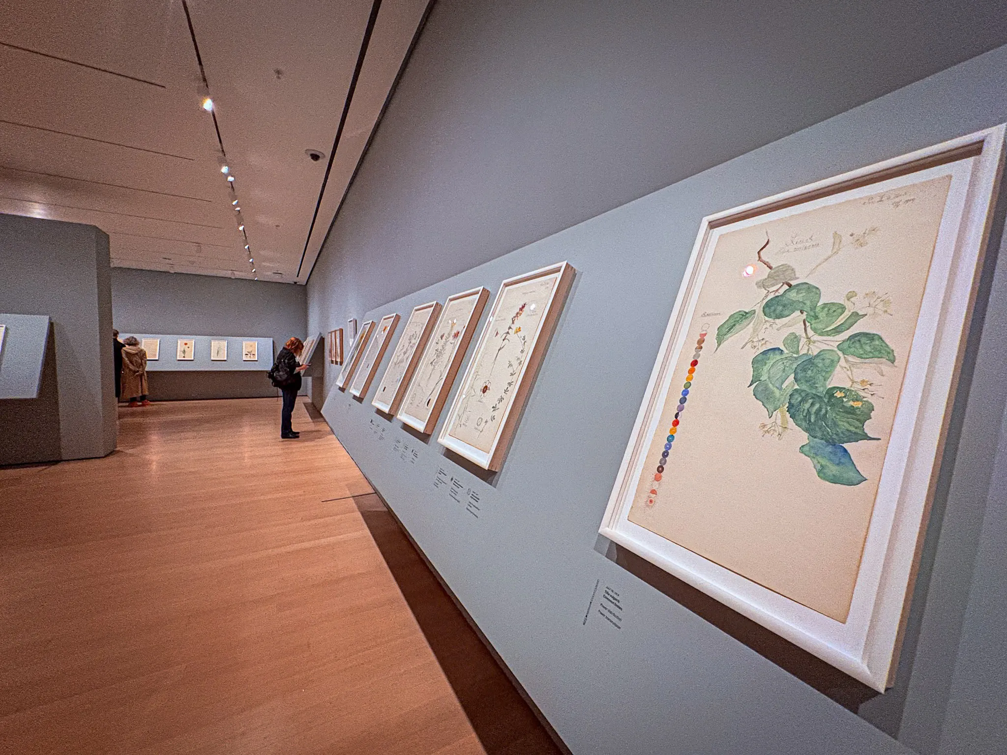 A series of drawings at Hilma af Klint’s What Stands Behind the Flowers exhibit at MoMA