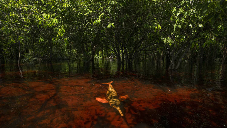 Wildlife Photographer of the Year