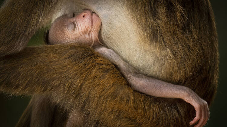 Wildlife Photographer of the Year