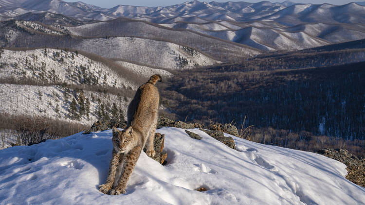 Wildlife Photographer of the Year