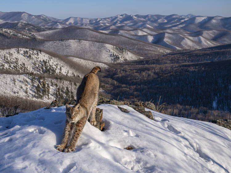 Wildlife Photographer of the Year