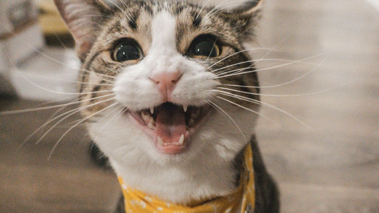 Bantaopui Pet Hospital Anniversary Giveaway Bantaopui Pet Hospital Anniversary Giveaway