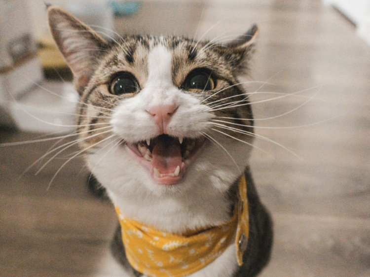 Bantaopui Pet Hospital Anniversary Giveaway