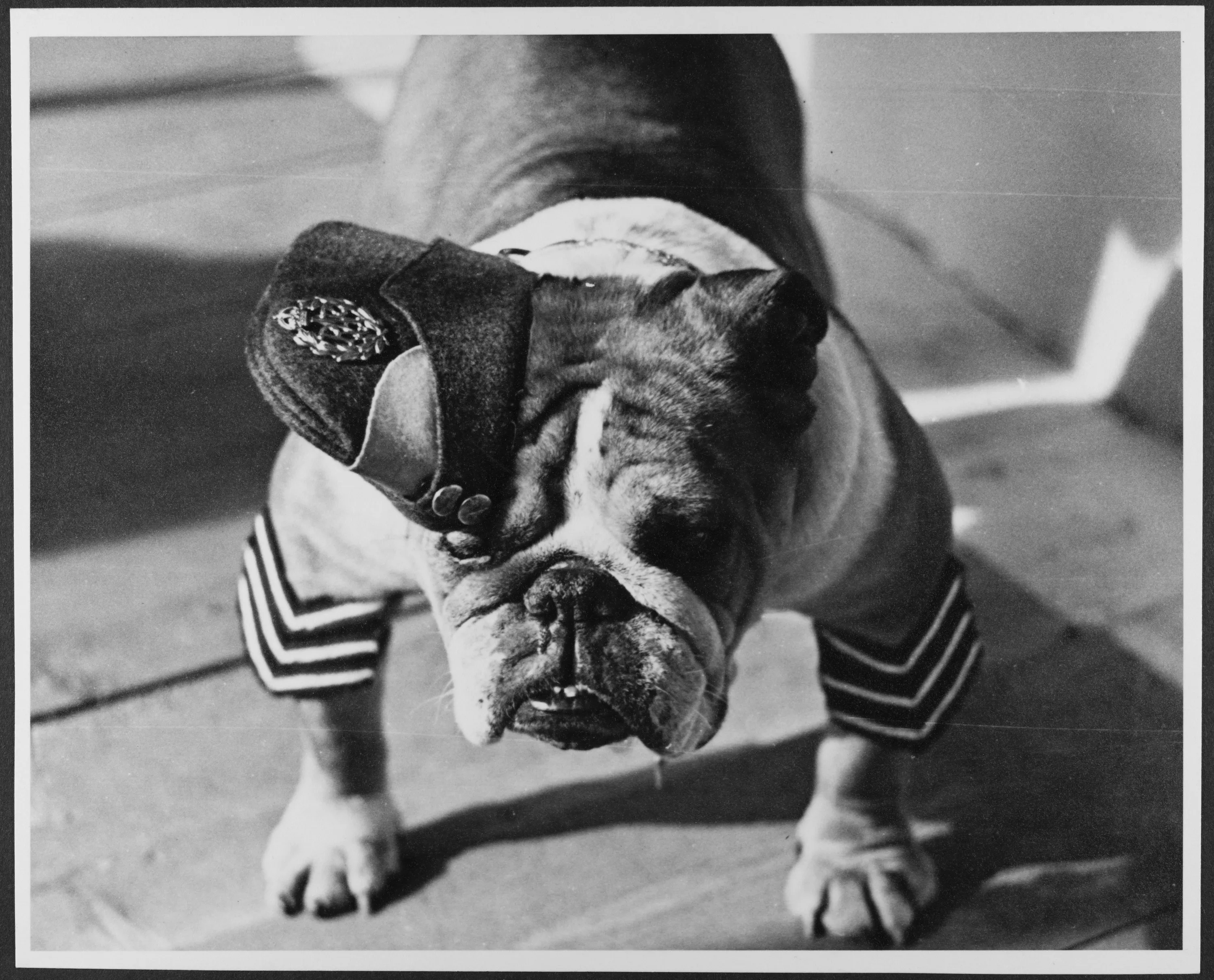 A British Bulldog in RAF uniform