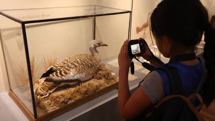 Museo de verano