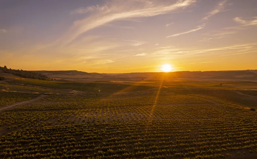 Día V Ribera del Duero