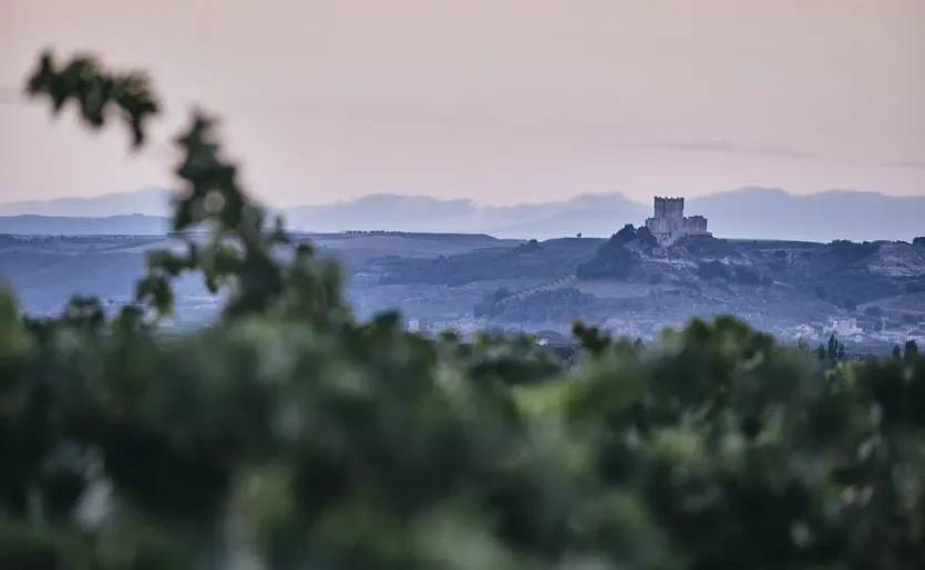 Día V Ribera del Duero