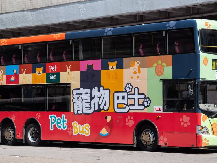 Discovery Bay launches a pet-friendly bus service