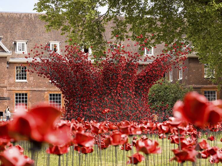 Thirty-thousand ceramic poppies have appeared in a striking display at the Tower of London
