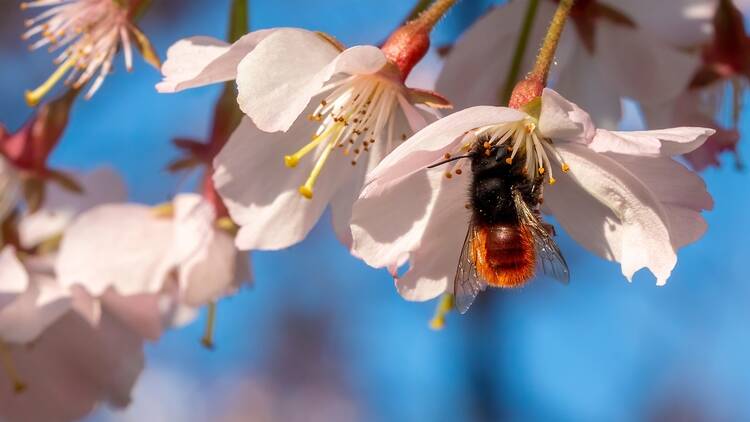European orchard bee (Osmia cornuta) 