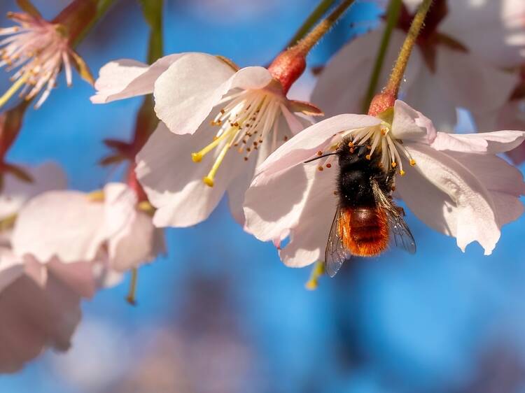 The UK now has a brand new species of bee