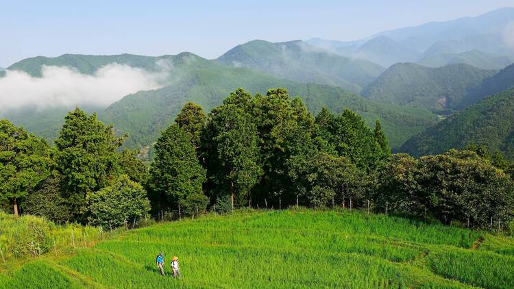 Pilgrims on the Nakahechi Route, Kumano Kodo Pilgrimage Trail, Kii Mountains, Wakayama, Honshu Island, Japan
