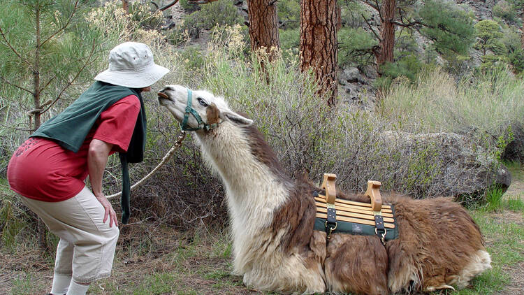 Hiking with a llama | Wheeler Peak, NM