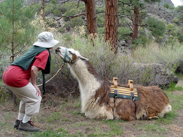Hiking with a llama | Wheeler Peak, NM