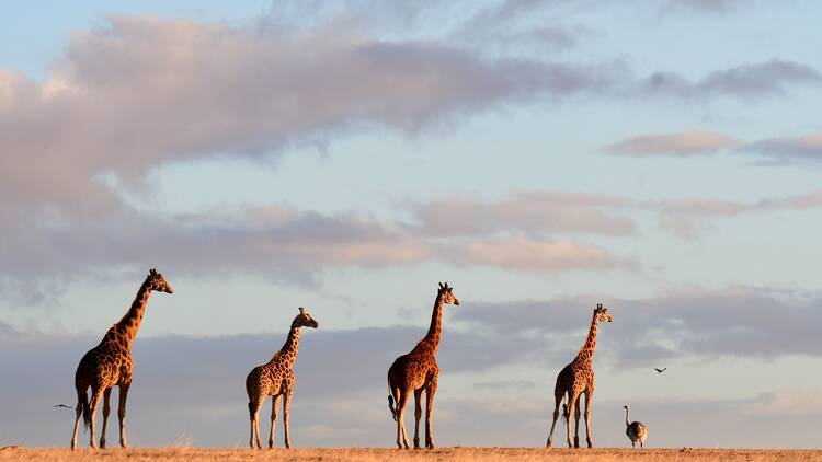 Four giraffes in wild