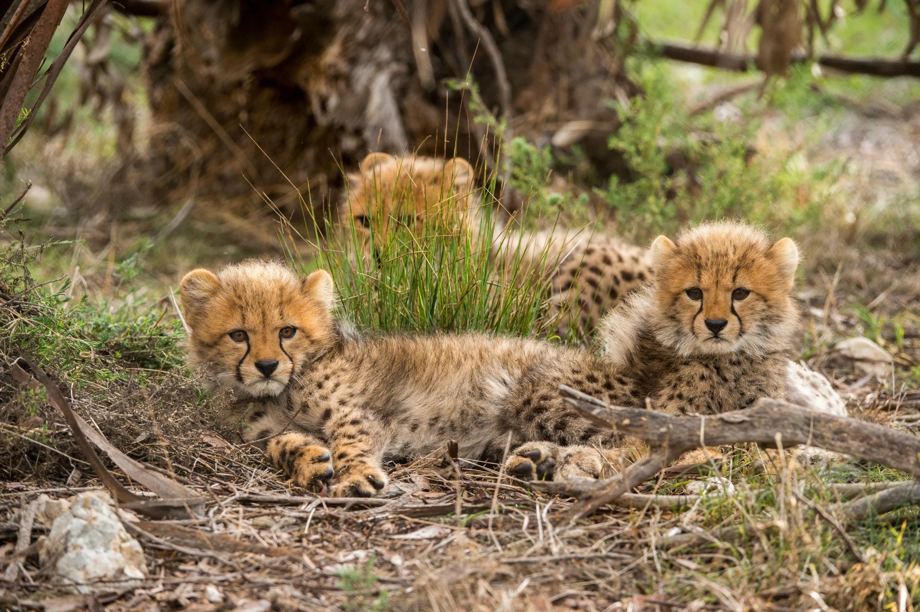 Three cheetah cubs in the wild