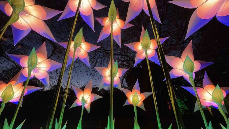 Several large illuminated, colourful flowers