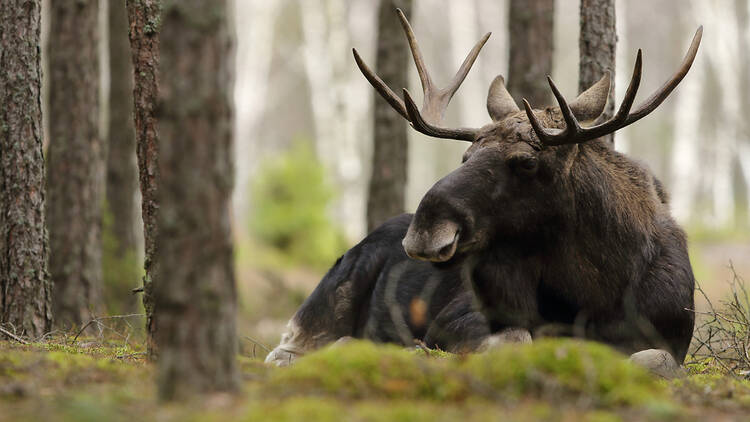 European elk in the wild 