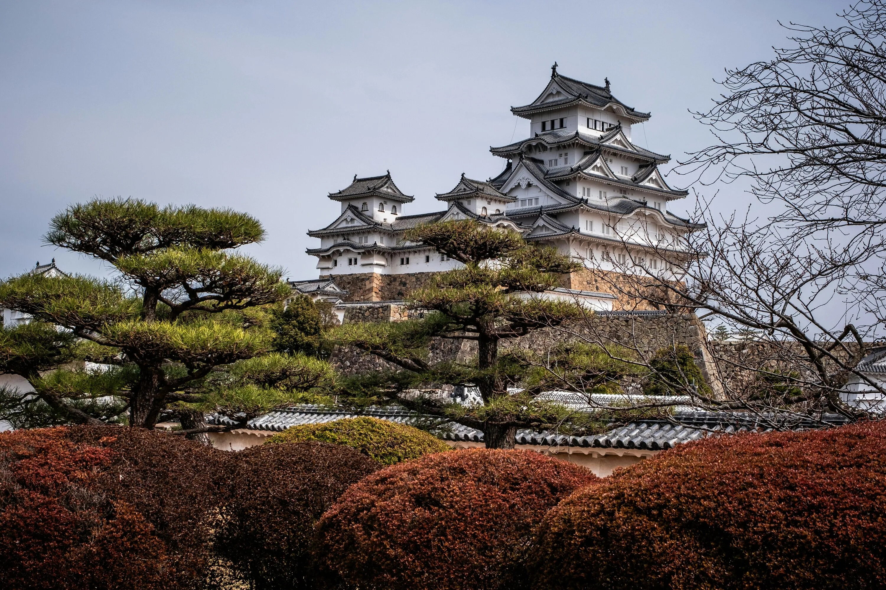 View of Himeji Castle behind trees
