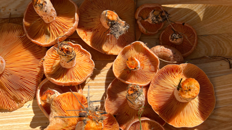 Pine mushrooms