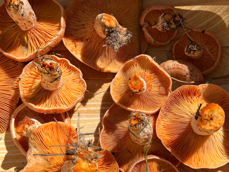 I went mushroom foraging near Sydney – these are the 3 things that shocked me I went mushroom foraging near Sydney – these are the 3 things that shocked me