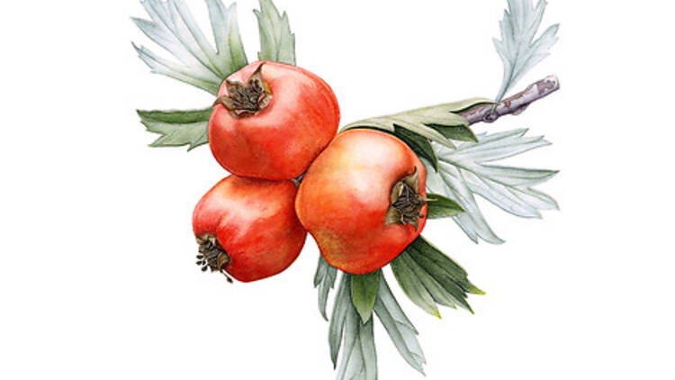 Crataegus Orientalis