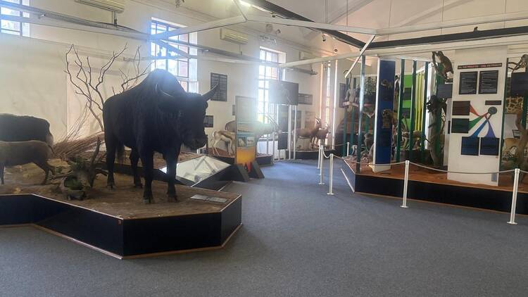Ditsong Museum of Natural History 