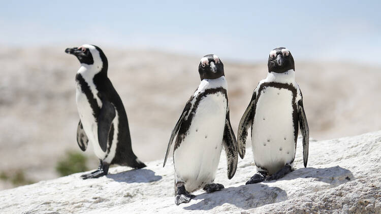 The tuxedo-bird: African penguin The tuxedo-bird: African penguin