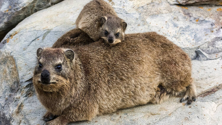 The nimble-footed cousin of the elephant: Dassie