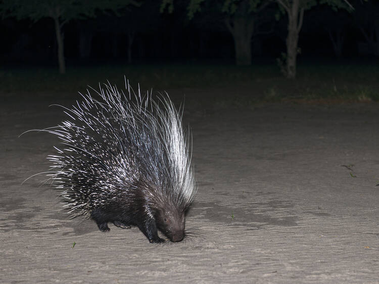 Pincushion of the night: Cape porcupine