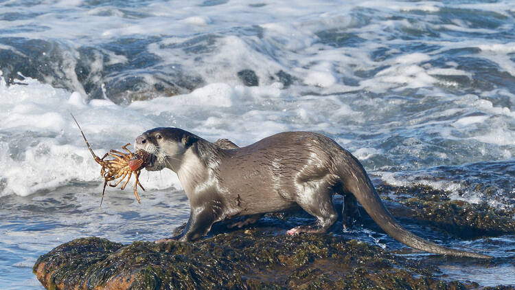 The unbearable cuteness: Cape clawless otter