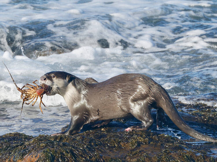 The unbearable cuteness: Cape clawless otter